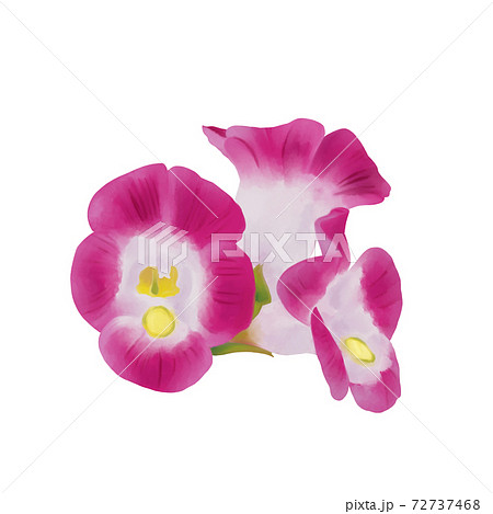 水彩風 ピンクのトレニア 線画なし 水彩風 ピンクのトレニア 線画なし 72737468