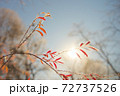 霜朝焼けと木の葉 72737526