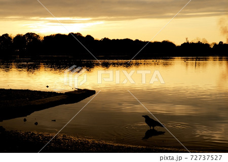 多々良沼とからすと夕焼け 72737527