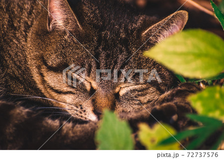 昼寝をする野良猫 昼寝をする野良猫 72737576