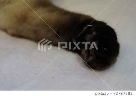 猫の手 猫の手 72737585