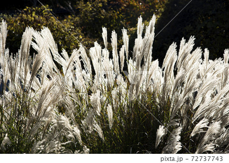 風に揺れるススキ（ミスカンサス） 72737743