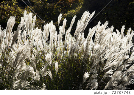風に揺れるススキ（ミスカンサス） 72737748