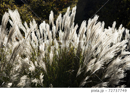 風に揺れるススキ（ミスカンサス） 72737749