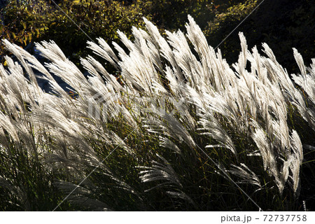 風に揺れるススキ（ミスカンサス） 72737758