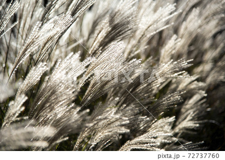 風に揺れるススキ（ミスカンサス） 72737760