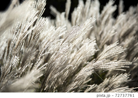 風に揺れるススキ（ミスカンサス） 72737761