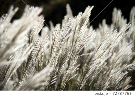 風に揺れるススキ（ミスカンサス） 72737763
