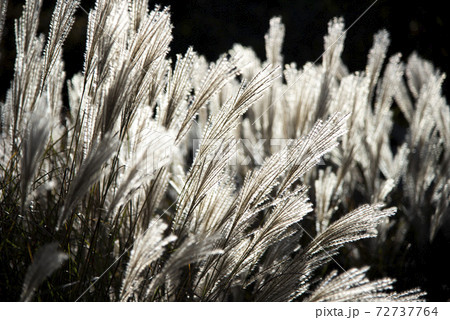 風に揺れるススキ（ミスカンサス） 72737764