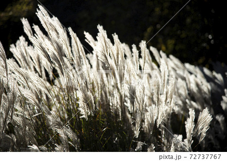 風に揺れるススキ(ミスカンサス) 風に揺れるススキ(ミスカンサス) 72737767