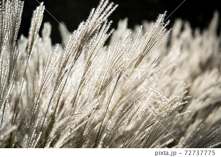 風に揺れるススキ(ミスカンサス) 風に揺れるススキ(ミスカンサス) 72737775