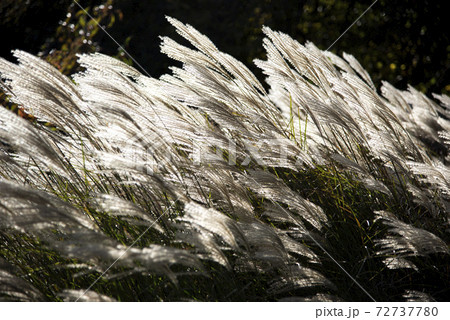風に揺れるススキ（ミスカンサス） 72737780