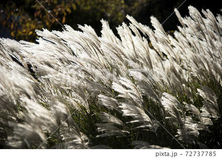 風に揺れるススキ（ミスカンサス） 72737785
