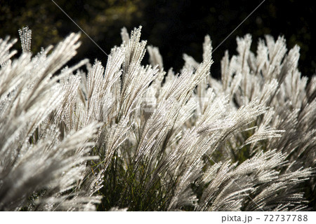 風に揺れるススキ（ミスカンサス） 72737788