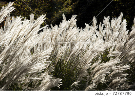 風に揺れるススキ（ミスカンサス） 72737790