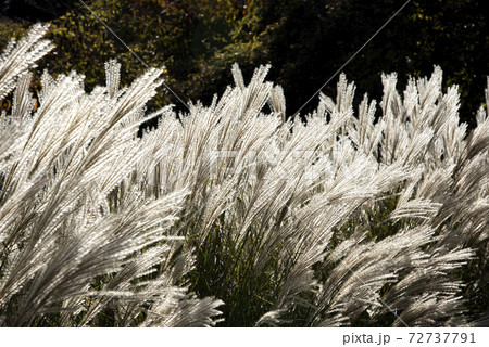 風に揺れるススキ（ミスカンサス） 72737791