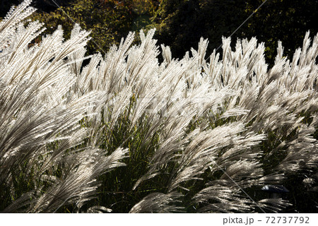 風に揺れるススキ（ミスカンサス） 72737792