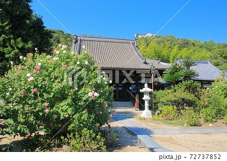 広島県 尾道の持光寺 あじさい寺 の写真素材