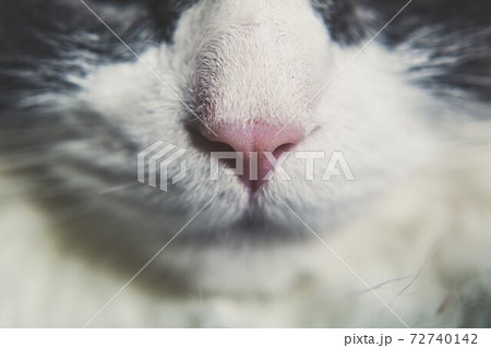 cat nose 72740142
