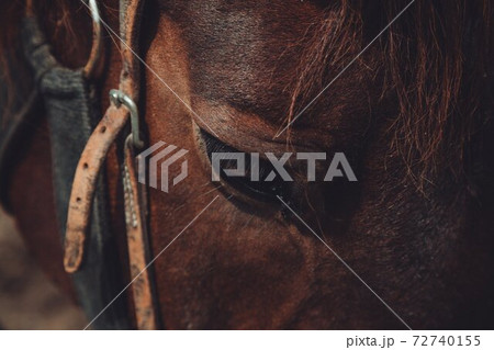 close-up of horses face close-up of horses face 72740155