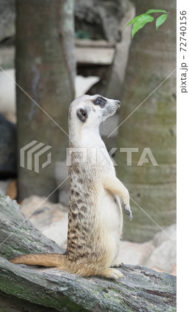 Meerkat looking for something. Suricata suricatta wild predators in natural environment. Wildlife scene from nature. Portrait of Meercat, Asian native animal, small carnivore mongoose family. Thailand Meerkat looking for something. Suricata suricatta wild predators in natural environment. Wildlife scene from nature. Portrait of Meercat, Asian native animal, small carnivore mongoose family. Thailand 72740156