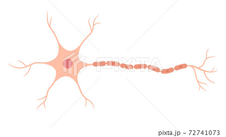 ニューロンのイラストのイラスト素材