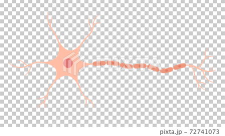 ニューロンのイラスト 72741073