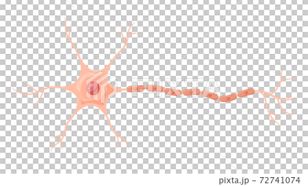 神經元的插圖 神經元的插圖 72741074