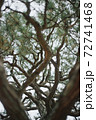 松の木 72741468