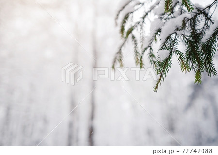 Pine trees are covered with snow on a frosty evening. Pine trees are covered with snow on a frosty evening. 72742088