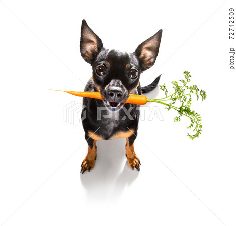 dog  with  healthy  vegan carrot in mouth 72742509