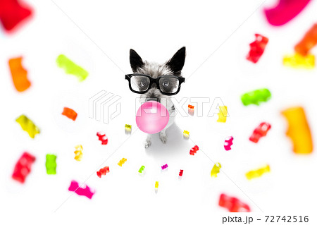poodle dog eating sweet candies poodle dog eating sweet candies 72742516