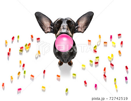 dog eating sweet candies or chewing bubble gum dog eating sweet candies or chewing bubble gum 72742519