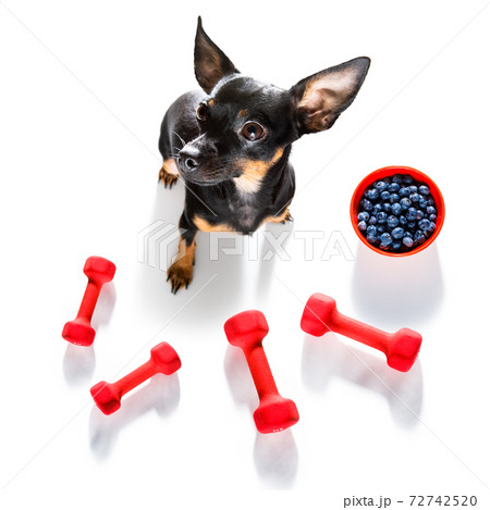 personal trainer dog 72742520