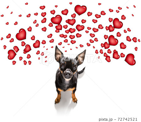 happy birthday  valeintines dog 72742521