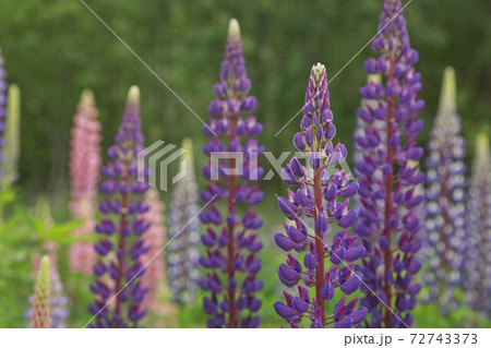 Beautiful purple lupins pea wild flower flowerbed in Geiranger in Norway Beautiful purple lupins pea wild flower flowerbed in Geiranger in Norway 72743373