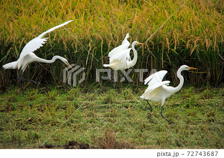 海老名の水田に舞うシラサギたち40 72743687