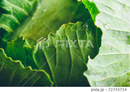 Close Up of White Cabbage Close Up of White Cabbage 72743714