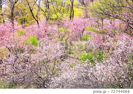 光城山のハナモモ 72744068