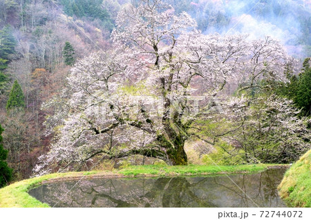 駒つなぎの桜 駒つなぎの桜 72744072