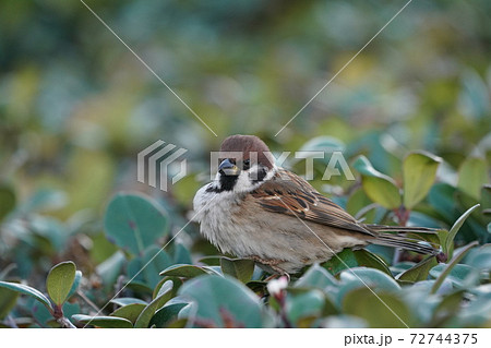 生垣の上のスズメ 生垣の上のスズメ 72744375