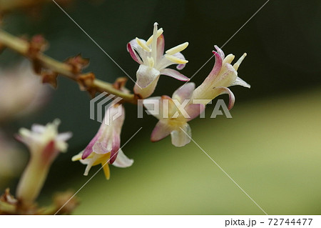 自然 植物 センネンボク、葉が美しい観葉植物と言うイメージですが小さな花も美しい② 自然 植物 センネンボク、葉が美しい観葉植物と言うイメージですが小さな花も美しい② 72744477