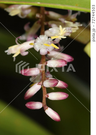 自然 植物 センネンボク 葉が美しい観葉植物と言うイメージですが小さな花も美しい の写真素材