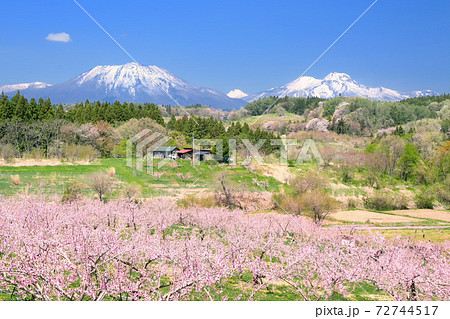 丹霞郷・桃の花と北信五岳 72744517