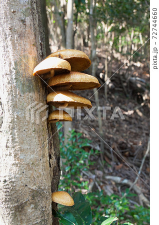 登山道脇の古木に生えたキノコ 72744660