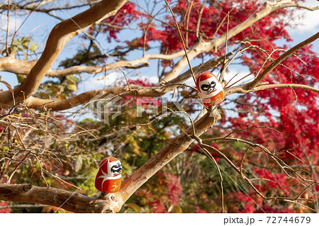 大阪府箕面市にある勝尾寺に飾られているダルマ 72744679