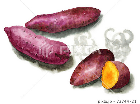 アナログ水彩サツマイモ焼き芋ふかし芋のイラスト素材 [72744721] - PIXTA