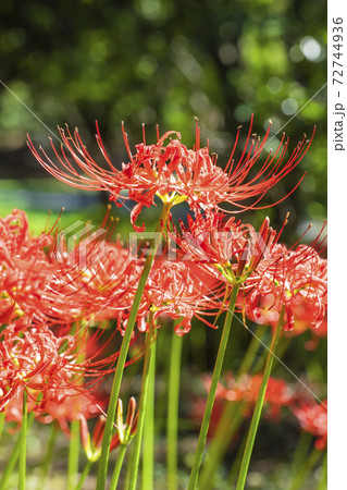 満開の彼岸花 72744936