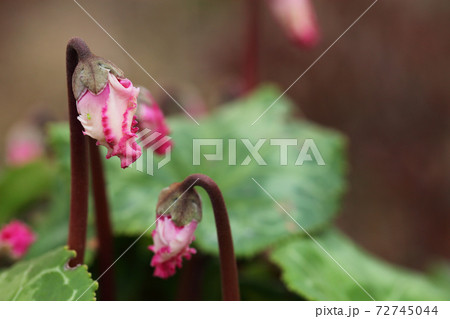 フリンジ咲きシクラメンの花の蕾とクモの写真素材