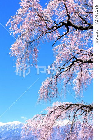 栖林寺のしだれ桜と中央アルプス 72745136